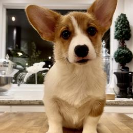 Pembroke Welsh Corgi Puppies from Corgipuppystore