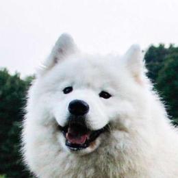 Radja - Samoyed