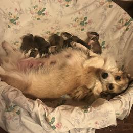 Joy - Pembroke Welsh Corgi