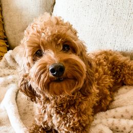 Minnie - Goldendoodle
