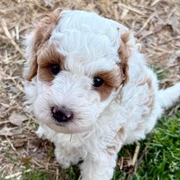 Diamond - Parti female Goldendoodle puppy in Sheridan, Arkansas from Arkie Doodles