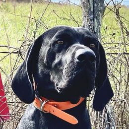 Gunner - German Shorthaired Pointer