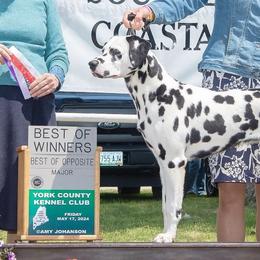 Dalmatians from Jewels and Spots Dalmatians