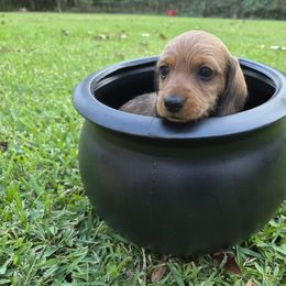 Dachshund Puppies from Jennifer Starkey