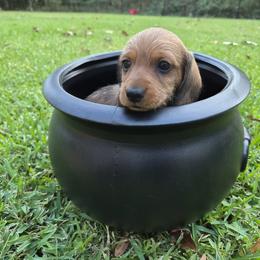 Dachshund Puppies from Jennifer Starkey