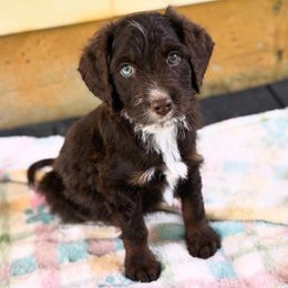 Aussiedoodle puppies from Whiskey River Doodles