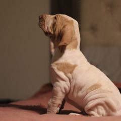 Bracco Italianos from Eastern Breeze