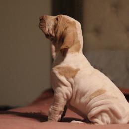 Bracco Italianos from Eastern Breeze