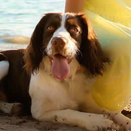 English Springer Spaniels from Eden Springers