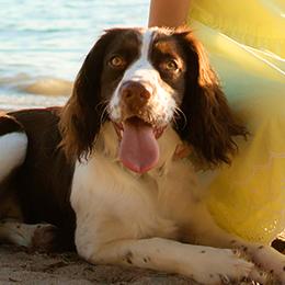 English Springer Spaniels from Eden Springers