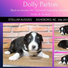 Dolly Parton - Black tri-color female Australian Shepherd puppy in Asheboro, North Carolina from Stellar Aussies