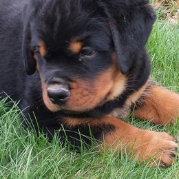 Rottweiler Puppies from Highland Rottweilers