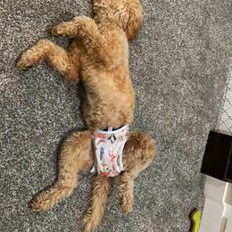 Goldendoodle Puppies from Yankee Doodles