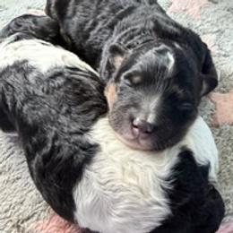 Bernedoodle puppies from Lindy’s Doodles