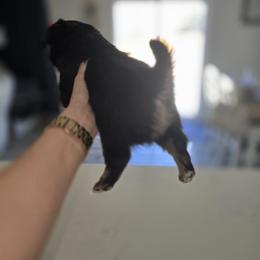 Chihuahua Puppies from Cutie Pie Chihuahua's