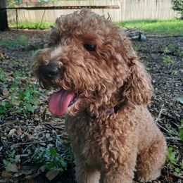 Willie - Goldendoodle