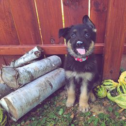 German Shepherd and Pembroke Welsh Corgi Puppies from J&R Shepherds & Corgis