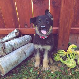 German Shepherd and Pembroke Welsh Corgi Puppies from J&R Shepherds & Corgis
