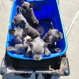 French Bulldog Puppies from Three Vine Frenchies