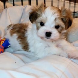 Maltese and Morkie Puppies from K and E Small Breed Puppies