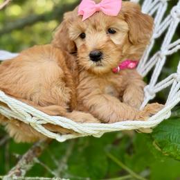 Pink - Red  female Goldendoodle puppy in Hesperia, Michigan from Red Acres Poodles & Doodles