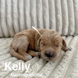 Goldendoodle Puppies from Double the Doodles
