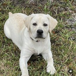 Labrador Retriever Puppies from Suebel Labradors South