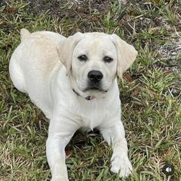 Labrador Retriever Puppies from Suebel Labradors South