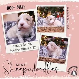 Doc - Fawn and white Sheepadoodle puppy in Bloomfield, New Jersey from C3 Sheepadoodles