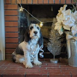 Grand Basset Griffon Vendeen Puppies from Straylight GBGV