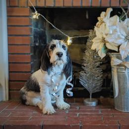 Grand Basset Griffon Vendeen Puppies from Straylight GBGV