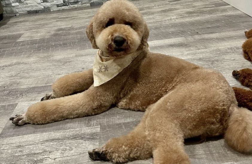 Standard Poodle Puppies in Utah Poodle puppies Good Dog