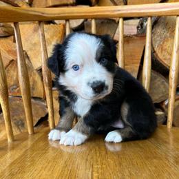 Chloe - Black tri-color female Australian Shepherd puppy in Hillsboro, Oregon from A&D Australian Shepherds
