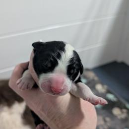 Boy 1 - Black and white male Border Collie puppy in Loretto, Kentucky from Duncan's Border Collies