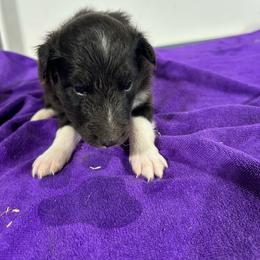 Brown - Black and white male Shetland Sheepdog puppy in Fontanelle, Iowa from Jensen Farms Shelties