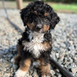 Juniper - Black tri-color Aussiedoodle puppy in Holly Springs, North Carolina from Whiskey River Doodles
