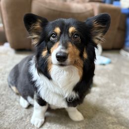 Sunny - Pembroke Welsh Corgi
