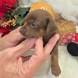 Ruger - Chocolate and tan male Chihuahua puppy in Fallon, Nevada from Blue Chihuahuas of Nevada