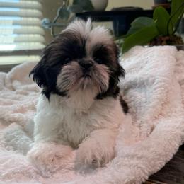 Carrots - Tricolor female Shih Tzu puppy in Fresno, California from Jas’ ClassnSass