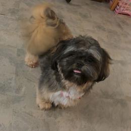 Bruno - Brindle male Shih Tzu puppy in Houston, Texas from Pup Paw-lace
