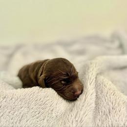 Orange Collar - Chocolate male Goldendoodle puppy in Stockton, California from Port City Doodles