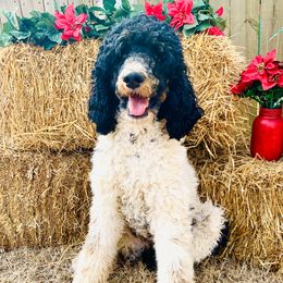 Cheyenne - Bernedoodle