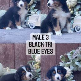 Australian Shepherd Puppies from Cricket Flat Kennel