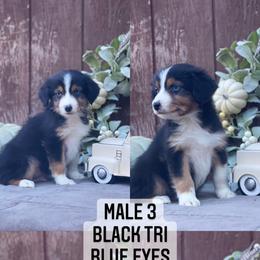 Australian Shepherd Puppies from Cricket Flat Kennel