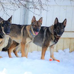 German Shepherds from von den Sturmfalken