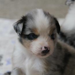 Jada - Blue merle female Miniature American Shepherd puppy in Tiskilwa, Illinois from First Harmony Farms