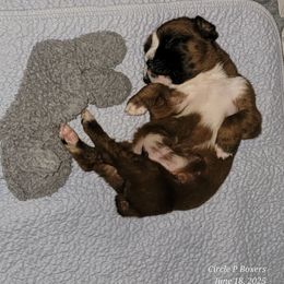 BUTTE - Fawn male Boxer puppy in Greensboro, North Carolina from Circle P Boxers