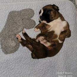 BUTTE - Fawn male Boxer puppy in Greensboro, North Carolina from Circle P Boxers