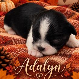 Adeline - Black and white female Shih Tzu puppy in Montgomery, Texas from Furbourne Farm