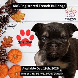 Sheldon - Tricolors male French Bulldog puppy in Michigan from Fur Baby Farms